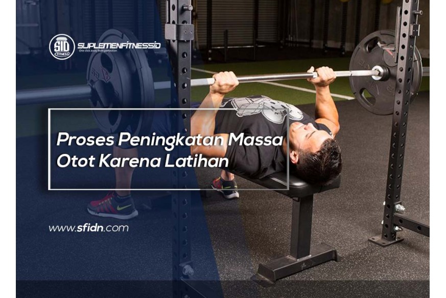 sfidn - Proses Peningkatan Massa Otot Karena Latihan