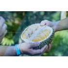 5 Manfaat Durian yang Luar Biasa untuk Kesehatan