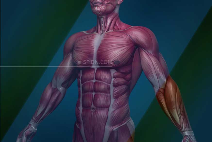 sfidn - Mengenal Sistem Otot dan Fungsinya Bagi Tubuh