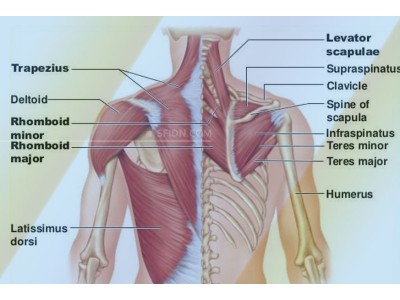 3 Lapisan Otot Punggung Manusia dan Fungsinya
