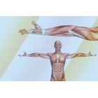 3 Tipe Serat Otot di Tubuh Manusia dan Perbedaannya